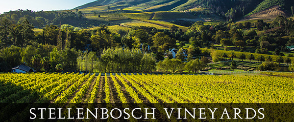 Stellenbosch Vineyards 