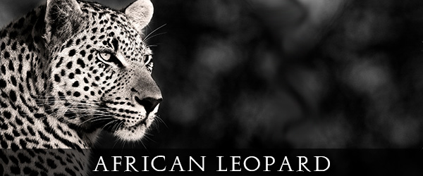 African Leopard 